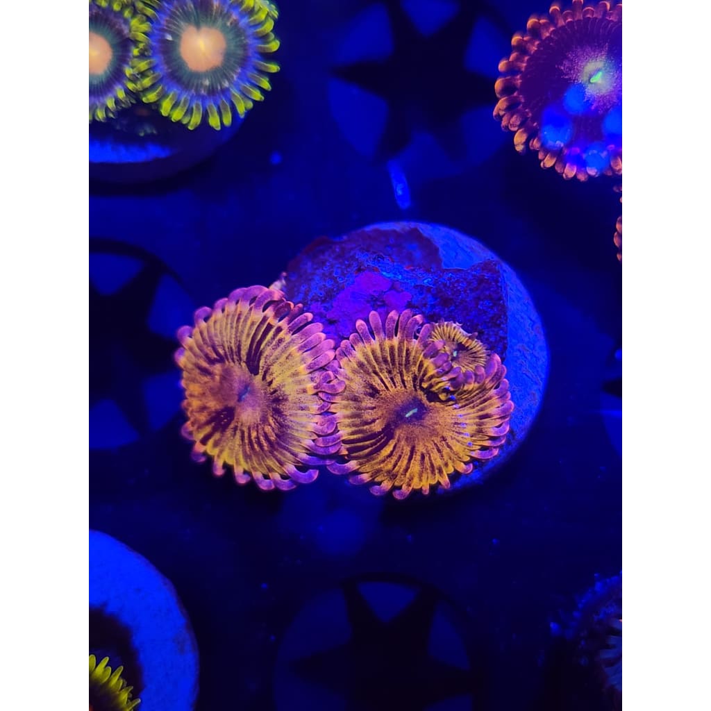 Chiqita Zoanthid Frag WYSIWYG!