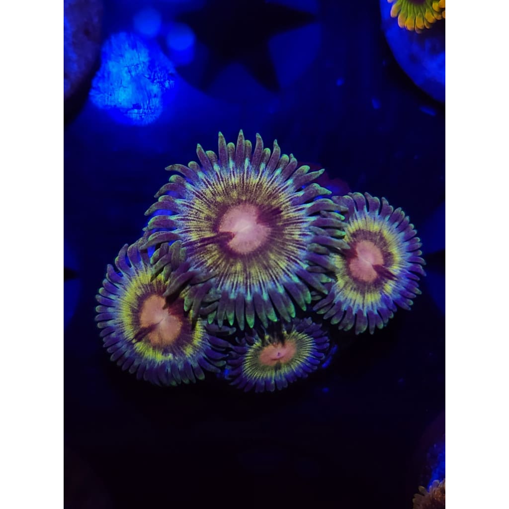 LCB Solar Storms Zoanthid Frag WYSIWYG!