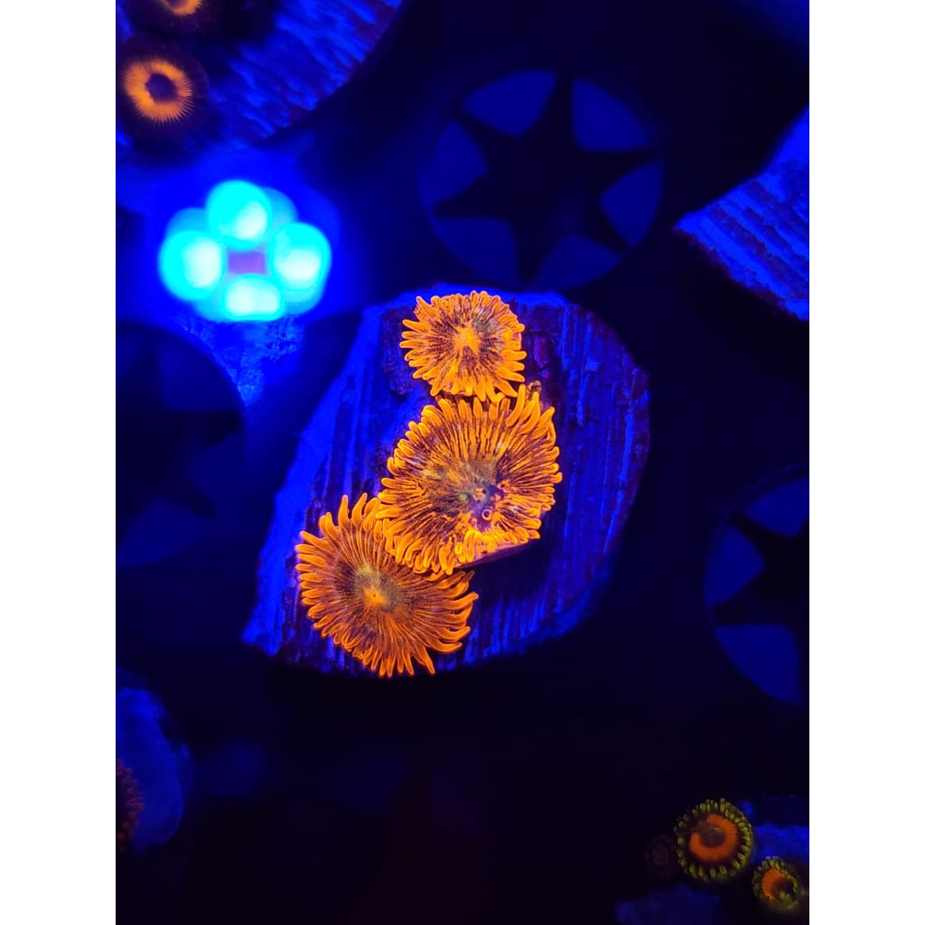 ACI Lorax Zoanthid Frag WYSIWYG!