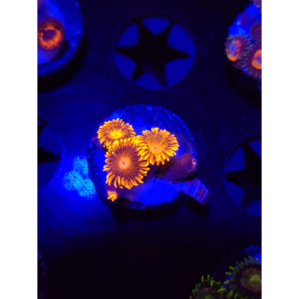 ACI Lorax Zoanthid Frag WYSIWYG!