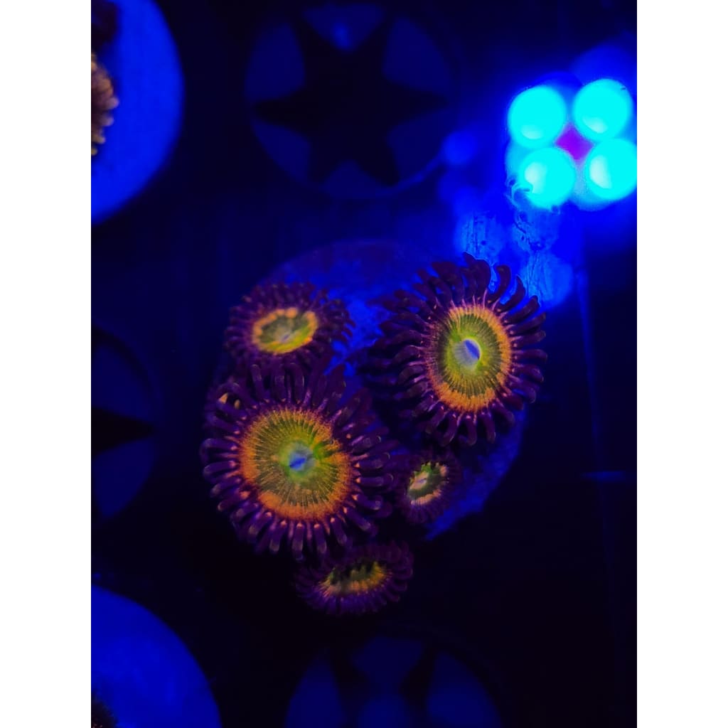 Acid Rainbow Zoanthid Frag WYSIWYG!