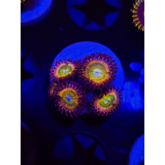 Acid Rainbow Zoanthid Frag WYSIWYG!