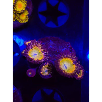 Acid Rainbow Zoanthid Frag WYSIWYG!
