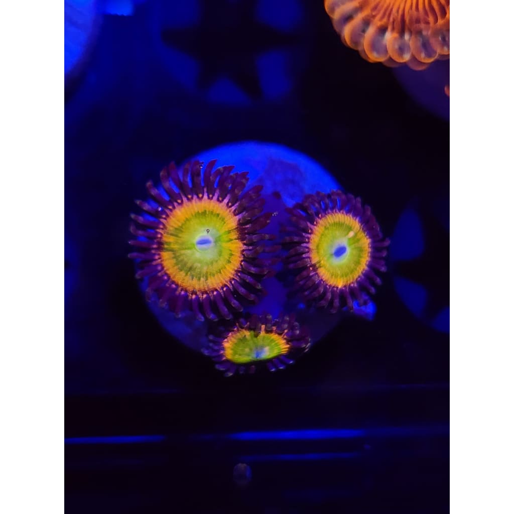 Acid Rainbows Zoanthid Frag WYSIWYG!