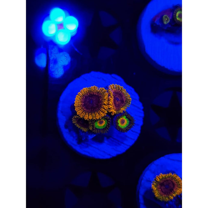 Acid Reflux Combo Zoanthid Frag WYSIWYG!