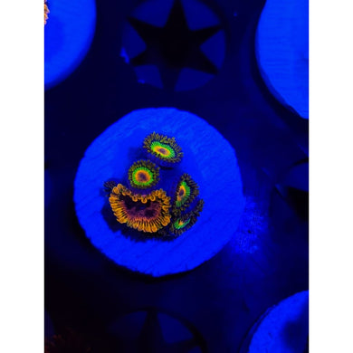 Acid Reflux Combo Zoanthid Frag WYSIWYG!