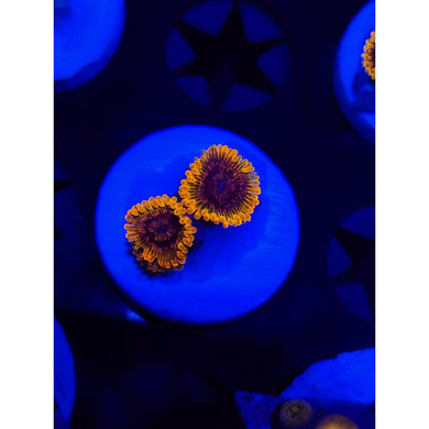 Acid Reflux Zoanthid Frag WYSIWYG!