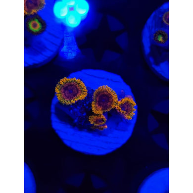 Acid Reflux Zoanthid Frag WYSIWYG!