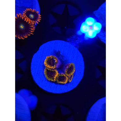 Acid Reflux Zoanthid Frag WYSIWYG!