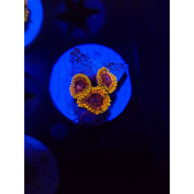 Acid Reflux Zoanthid Frag WYSIWYG!