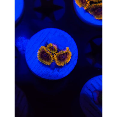 Acid Reflux Zoanthid Frag WYSIWYG!