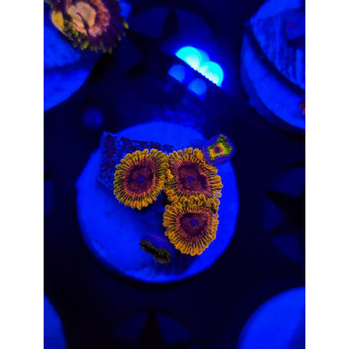 Acid Reflux Zoanthid Frag WYSIWYG!