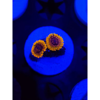 Acid Reflux Zoanthid Frag WYSIWYG!