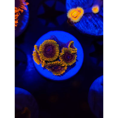 Acid Reflux Zoanthid Frag WYSIWYG!