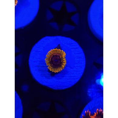 Acid Reflux Zoanthid Frag WYSIWYG!