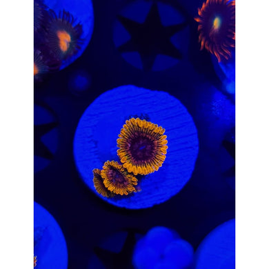 Acid Reflux Zoanthid Frag WYSIWYG!