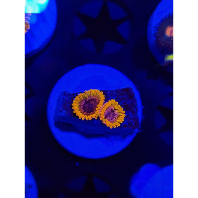 Acid Reflux Zoanthid Frag WYSIWYG!