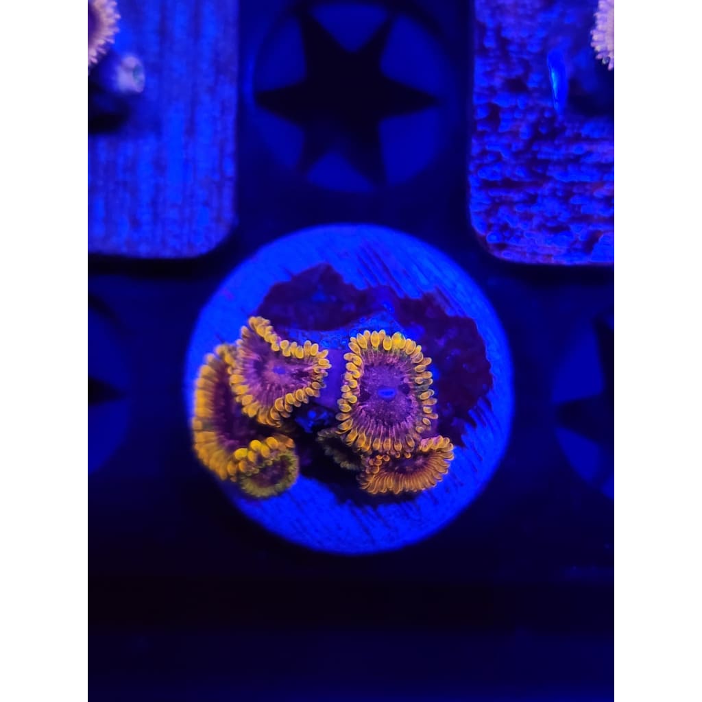 Acid Reflux Zoanthid Frag WYSIWYG!