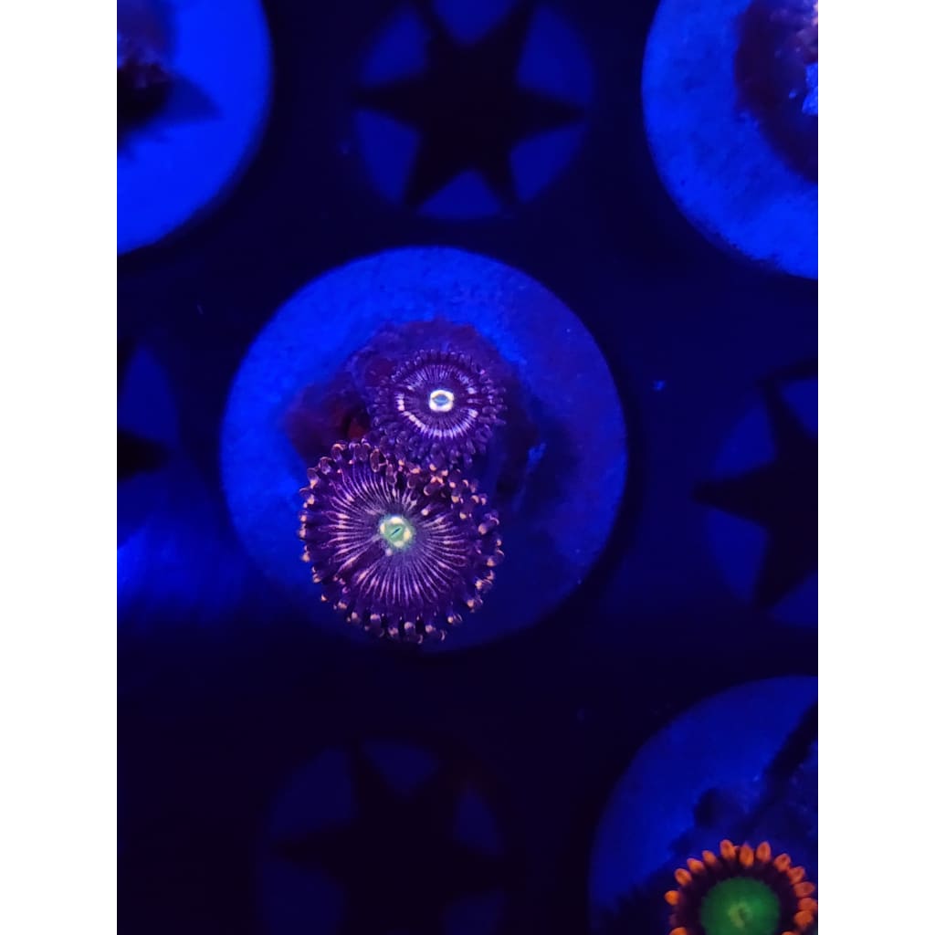 ADG Miku Freak Zoanthid Frag WYSIWYG!