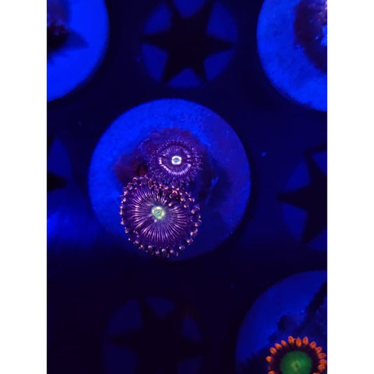 ADG Miku Freak Zoanthid Frag WYSIWYG!