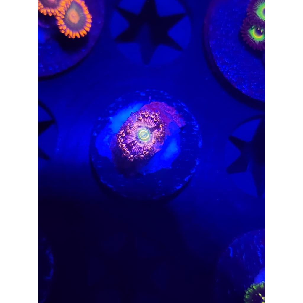 ADG Miku Freak Zoanthid Frag WYSIWYG!