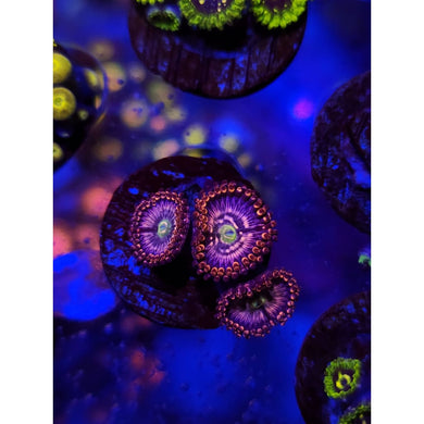 ADG Miku Freak Zoanthid Frag WYSIWYG!