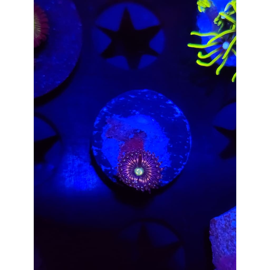 ADG Miku Freak Zoanthid Frag WYSIWYG!