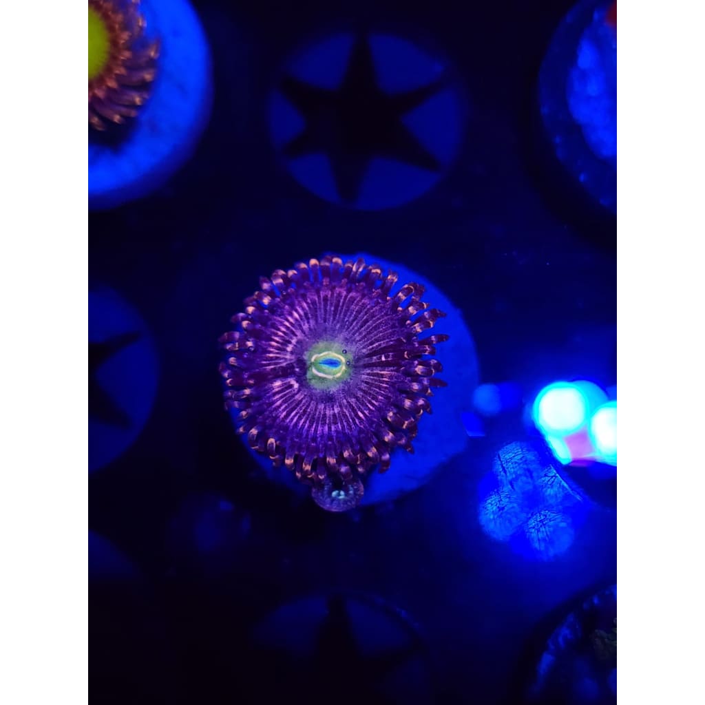 ADG Miku Freak Zoanthid Frag WYSIWYG!