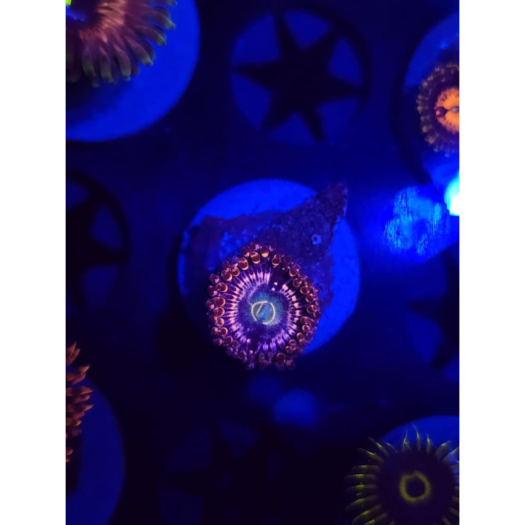 ADG Miku Freak Zoanthid Frag WYSIWYG!
