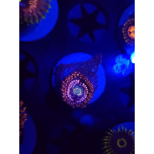 ADG Miku Freak Zoanthid Frag WYSIWYG!