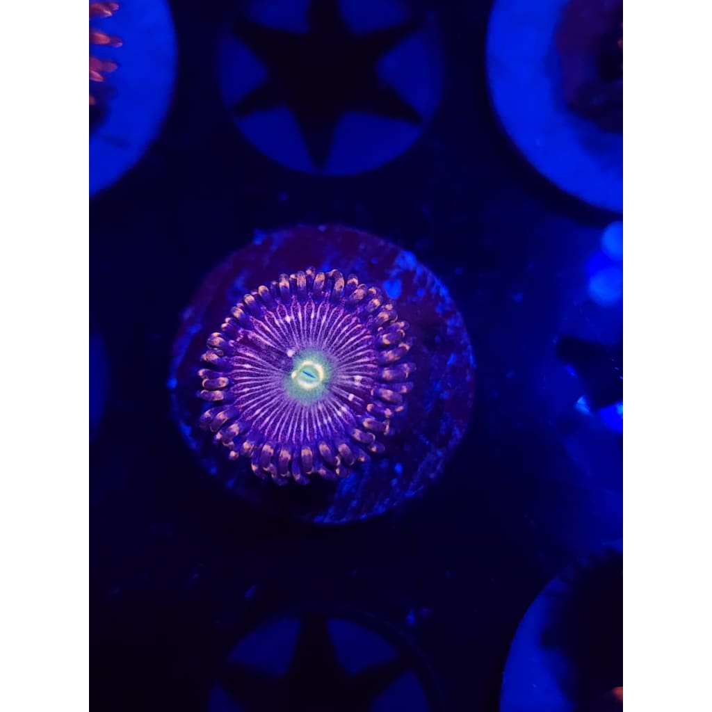 ADG Miku Freak Zoanthid Frag WYSIWYG!