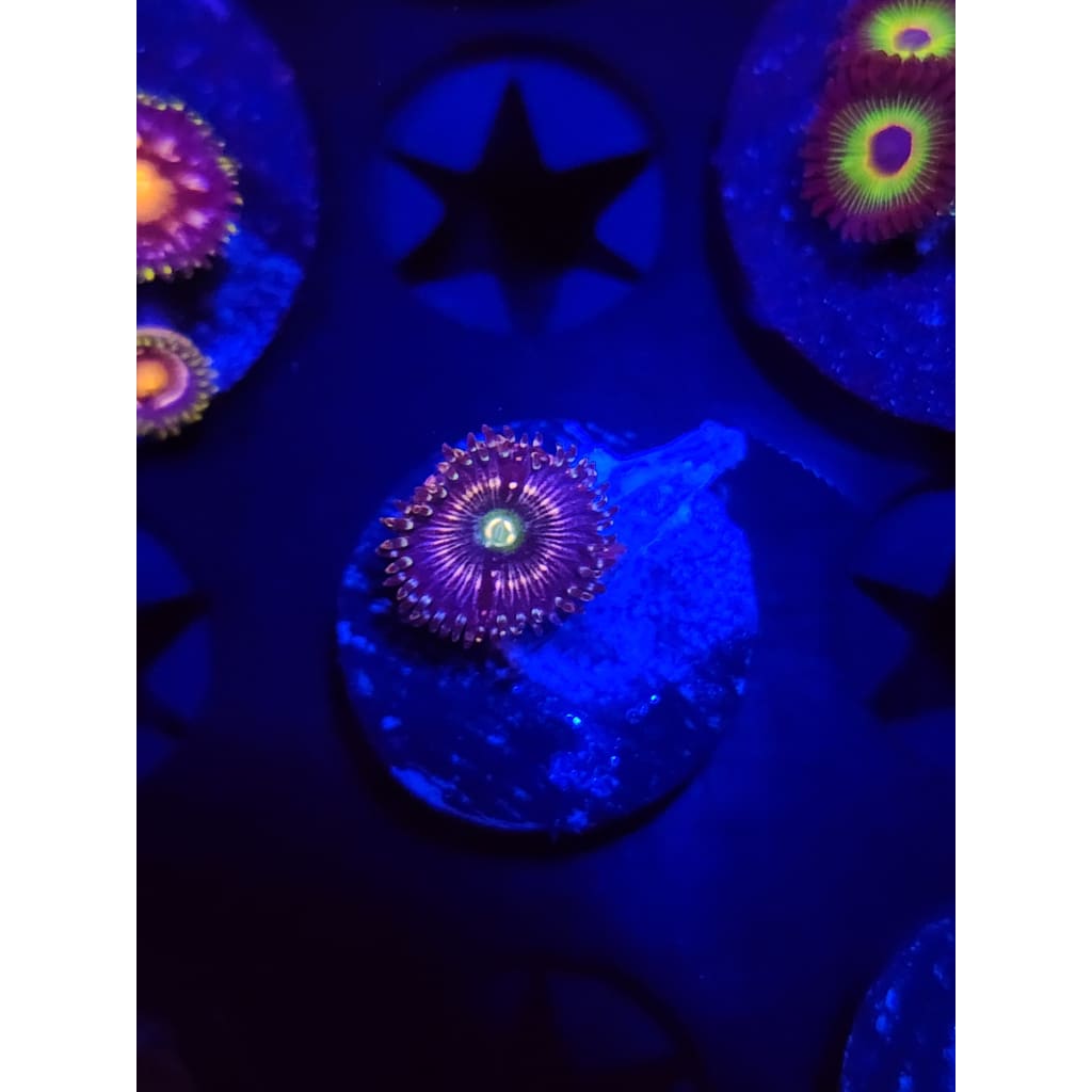 ADG Miku Freak Zoanthid Frag WYSIWYG!