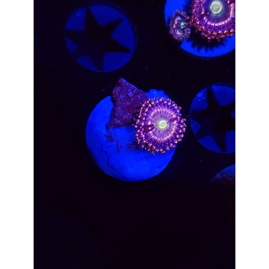 ADG Miku Freak Zoanthid Frag WYSIWYG!