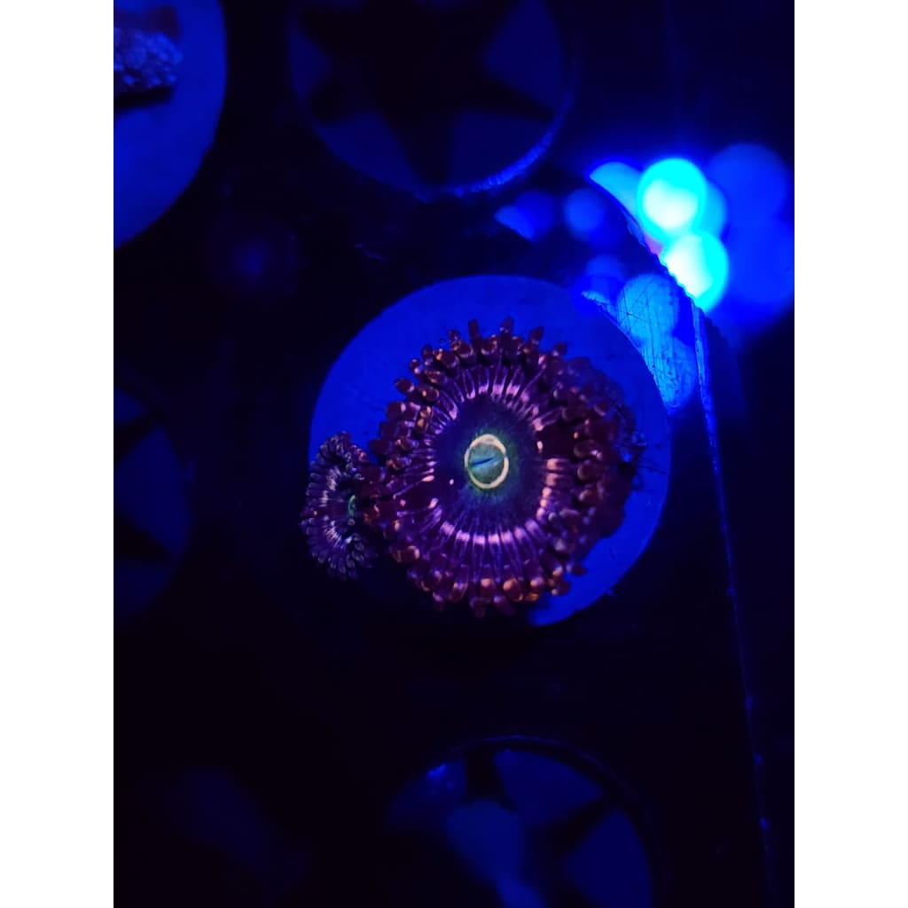 ADG Miku Freak Zoanthid Frag WYSIWYG!