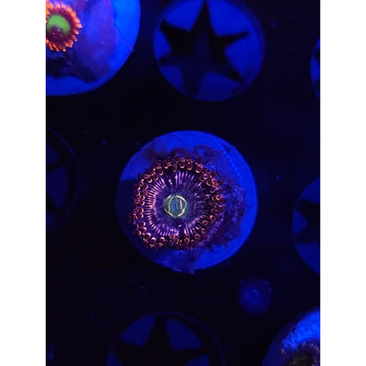 ADG Miku Freak Zoanthid Frag WYSIWYG!