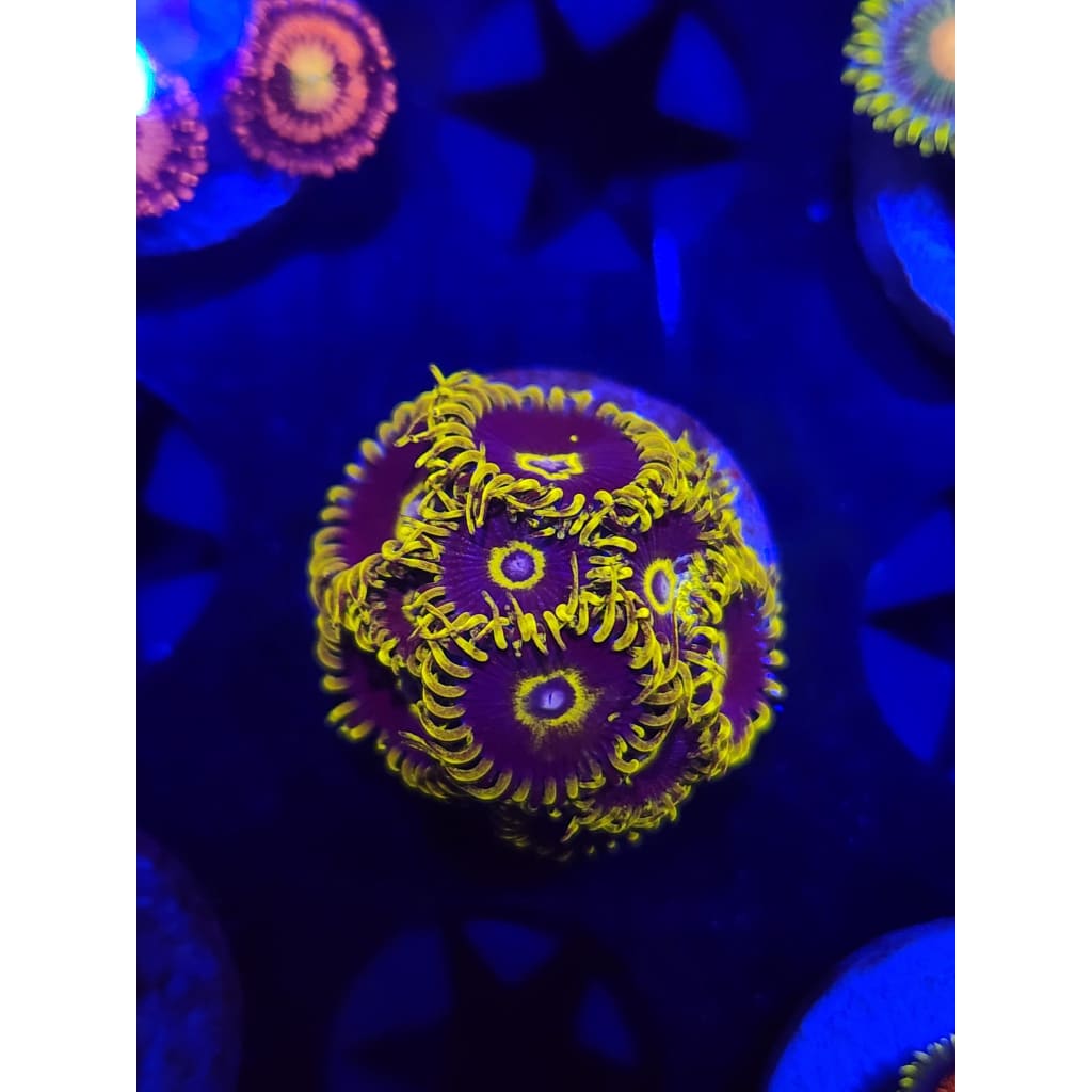 Yellow Hornet Zoanthid Frag WYSIWYG!