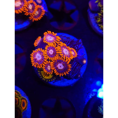 Alpha and Omega Morph Zoanthid Frag WYSIWYG!