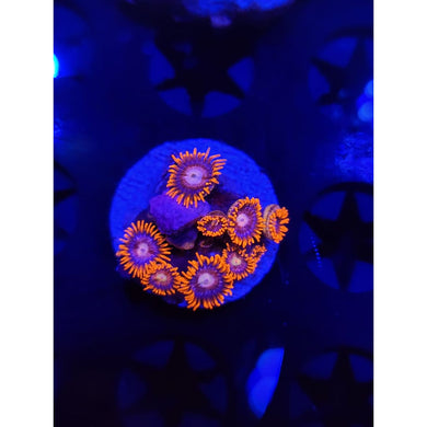 Alpha and Omega Morph Zoanthid Frag WYSIWYG!