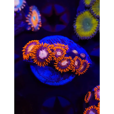 Alpha and Omega Morph Zoanthid Frag WYSIWYG!