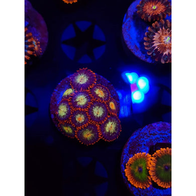 Alpha and Omega Zoanthid Frag WYSIWYG!