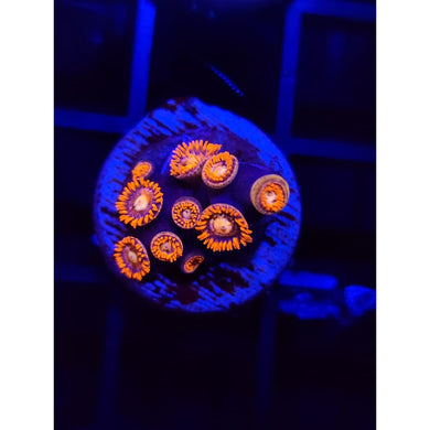 Alpha and Omega Zoanthid Frag WYSIWYG!