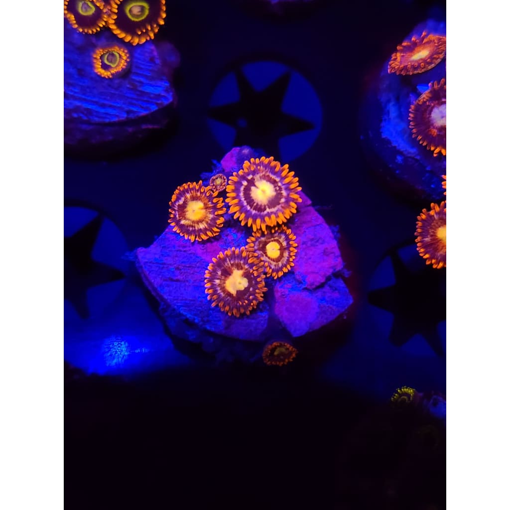 Alpha and Omega Zoanthid Frag WYSIWYG!