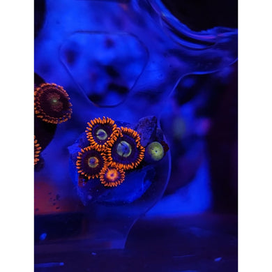 Alpha and Omega Zoanthid Frag WYSIWYG!