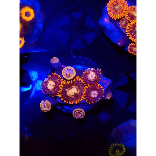 Alpha and Omega Zoanthid Frag WYSIWYG!