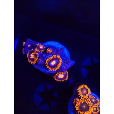 Alpha and Omega Zoanthid Frag WYSIWYG!