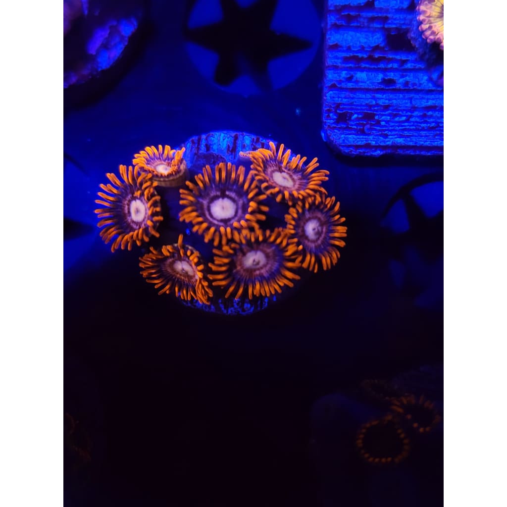 Alpha and Omega Zoanthid Frag WYSIWYG!