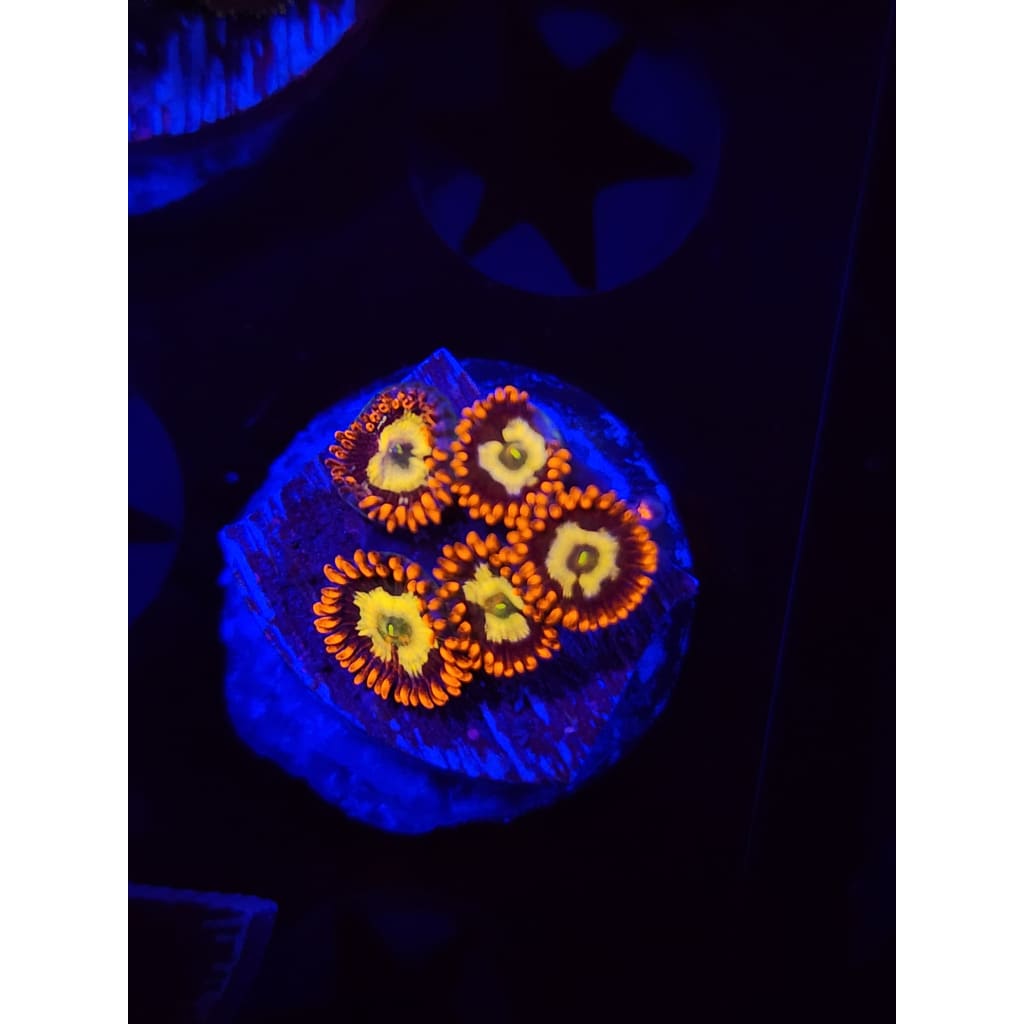 Alpha and Omega Zoanthid Frag WYSIWYG!