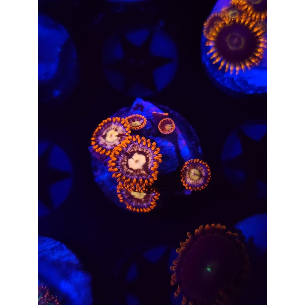 Alpha and Omega Zoanthid Frag WYSIWYG!