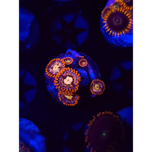Alpha and Omega Zoanthid Frag WYSIWYG!