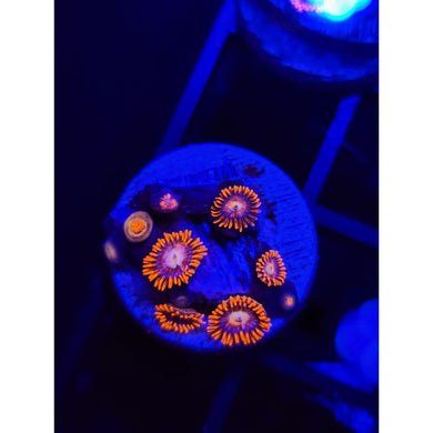 Alpha and Omega Zoanthid Frag WYSIWYG!